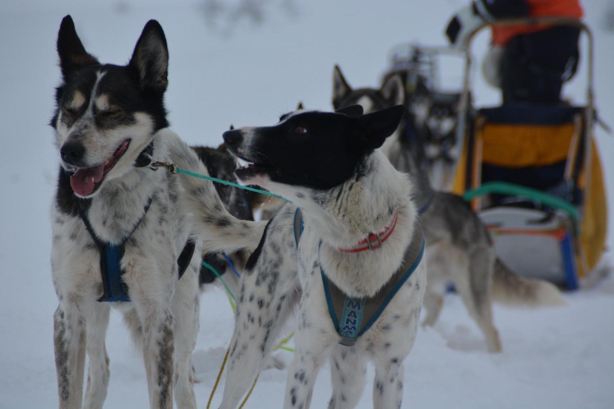 Spidsbergseter Resort Rondane Venabygd Kültér fotó